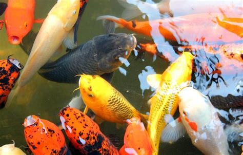 鯉魚招財|水即是財，風水錦鯉魚的這些養法、禁忌，不知道小心倒霉！